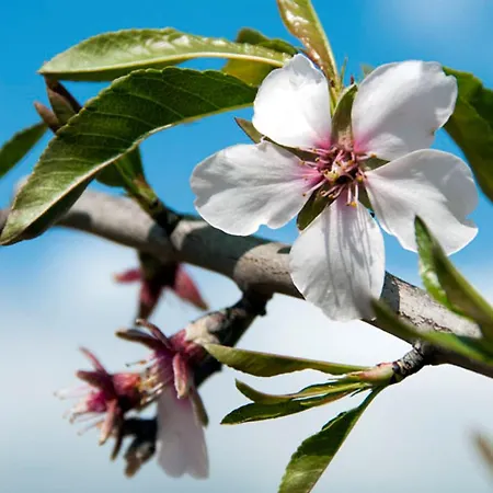 Charming Casa 832a 3 Bedrooms Villa *