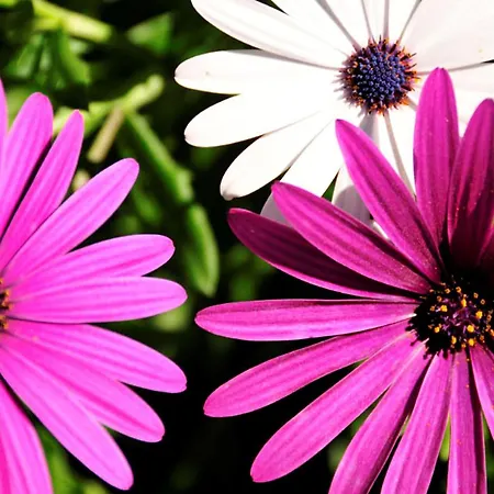 Villa Charming Casa 832a 3 Bedrooms