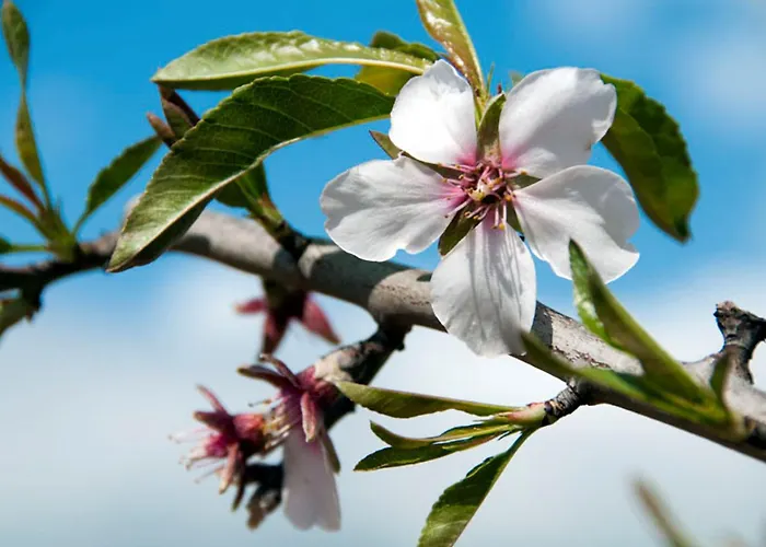 Charming Casa 832a 3 Bedrooms Willa *