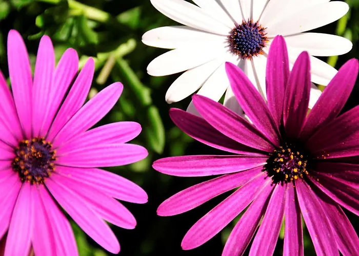 Willa Charming Casa 832a 3 Bedrooms